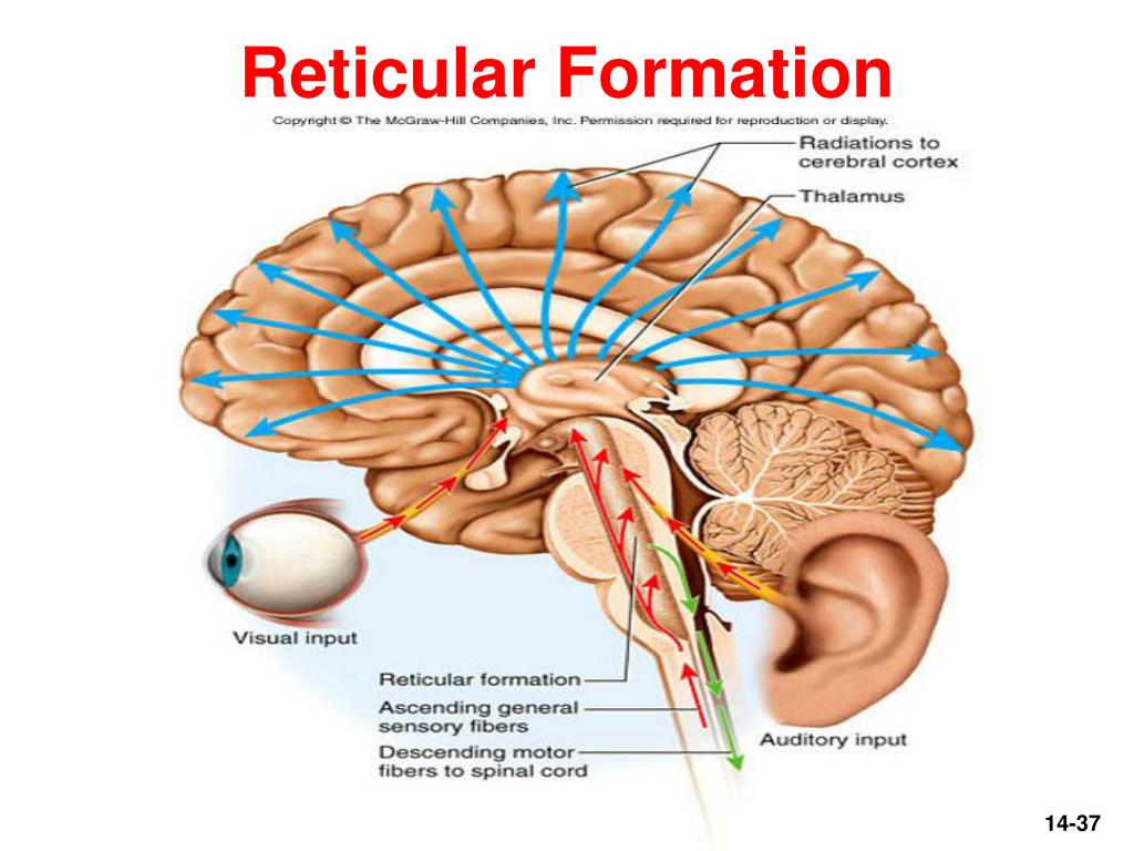 Brain diagram reticular formation