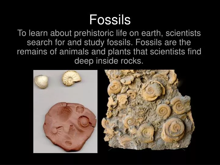 fossils n.