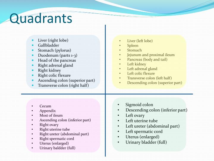 PPT - The anterolateral abdominal wall and peritoneum PowerPoint