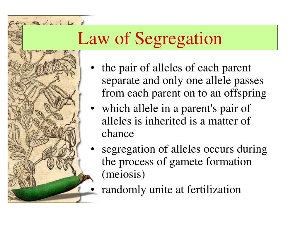 what is the concept of law of segregation
