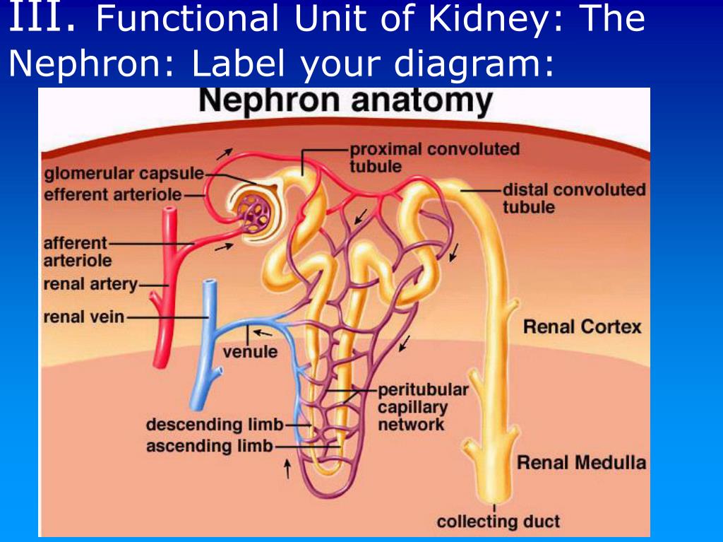 functional unit of the kidney functional unit of the kidney