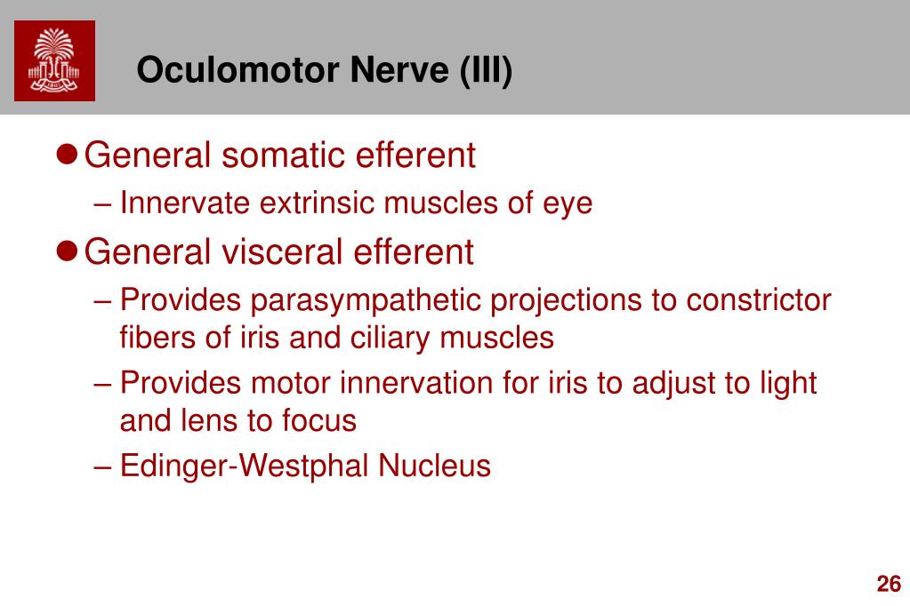 PPT - Chapter 15: Cranial Nerves PowerPoint Presentation, free download