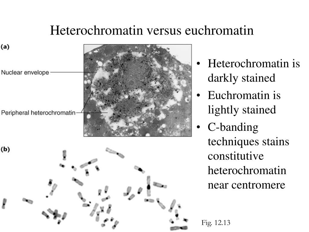 PPT - The Eukaryotic Chromosome: An Organelle for Packaging and ...