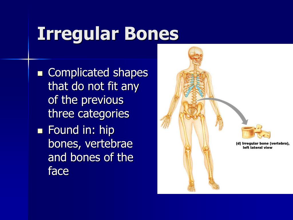 PPT - Skeletal System: Bones & Skeletal Tissues PowerPoint Presentation