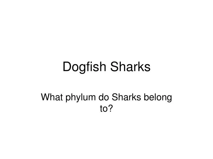 dogfish sharks n.