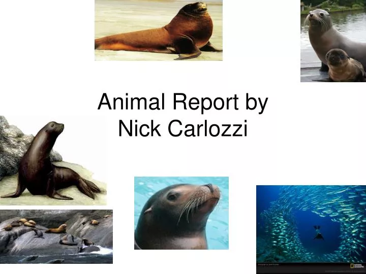 animal report by nick carlozzi n.