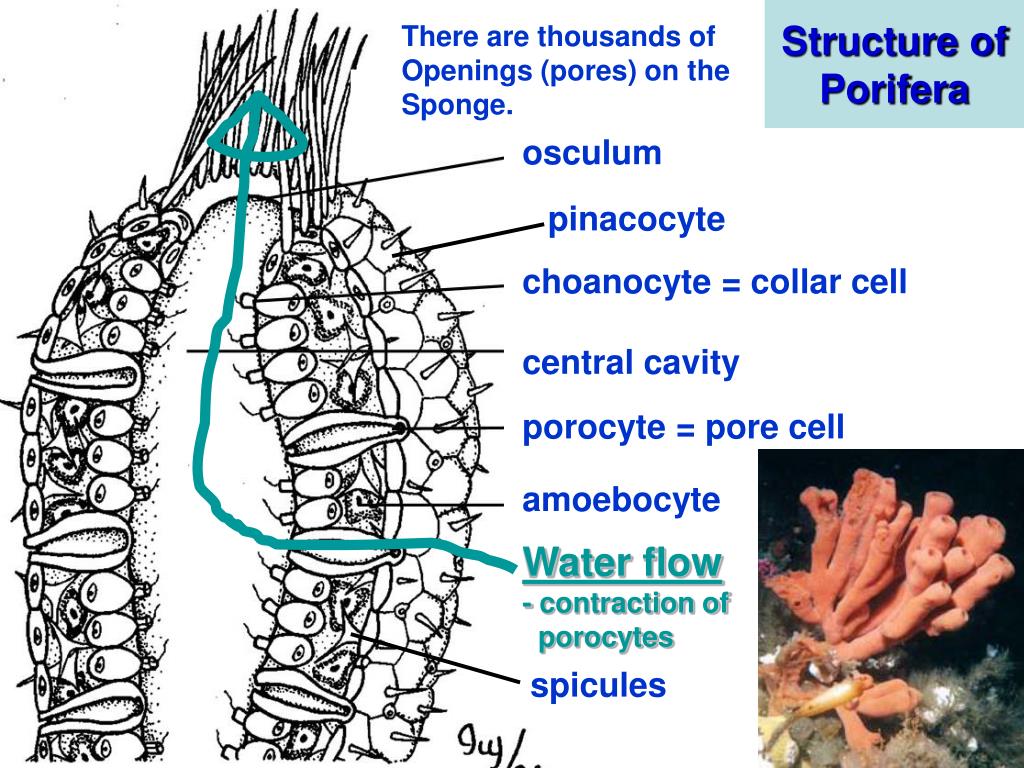 PPT Phylum Porifera  PowerPoint Presentation free 