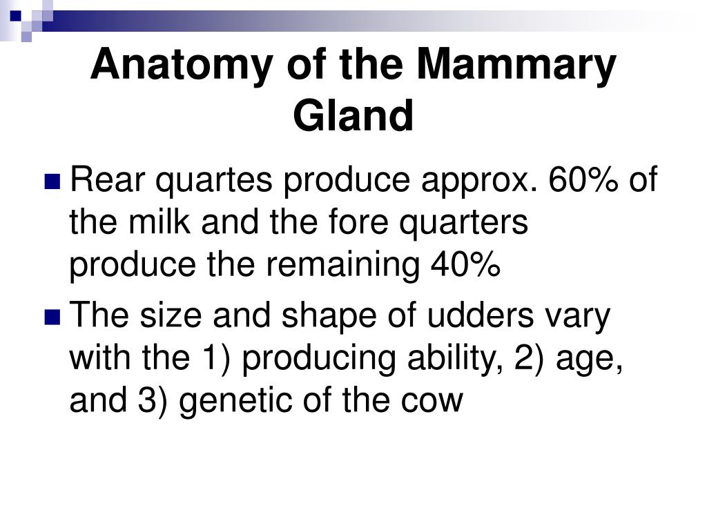 PPT - The Mammary Gland PowerPoint Presentation, free download - ID:761945