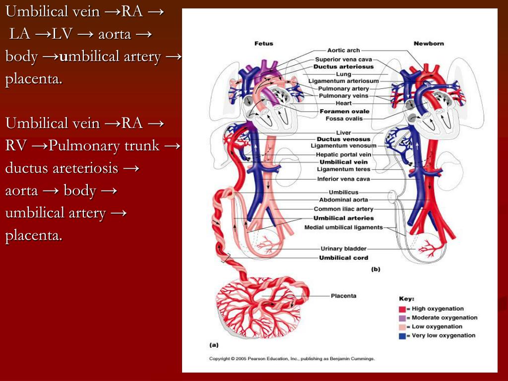 PPT - Chapter 21 PowerPoint Presentation, free download - ID:762038
