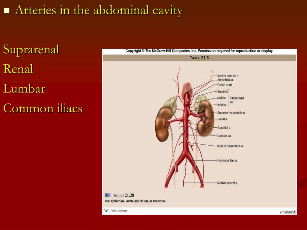 PPT - Chapter 21 PowerPoint Presentation, free download - ID:762038