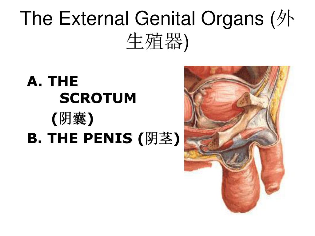 A péniszből folyadék szabadul fel az erekció során - Priapizmus tünetei és kezelése