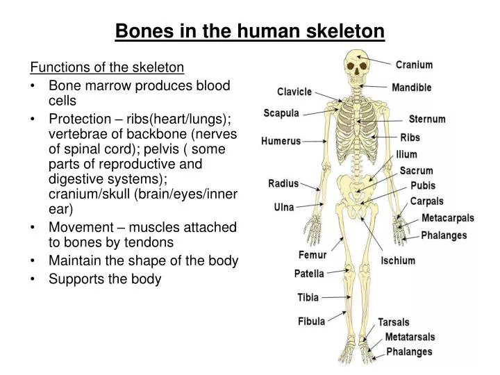 PPT - Bones in the human skeleton PowerPoint Presentation, free