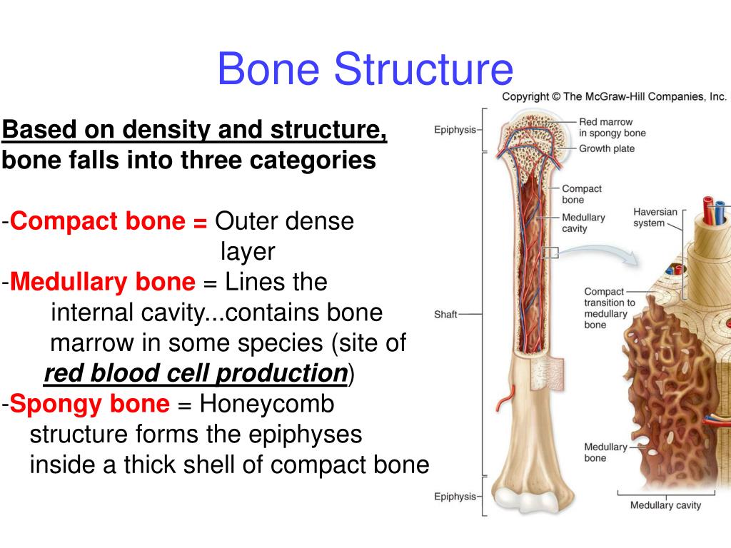 V bone