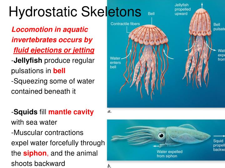 Ppt The Musculoskeletal System Powerpoint Presentation Free Download Id 763163