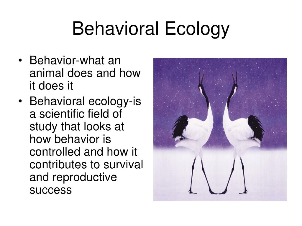 PPT - Behavioral Ecology PowerPoint Presentation, free download - ID:763632