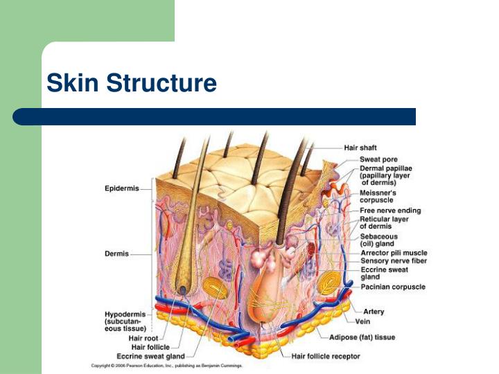 Ppt - Chapter 4: Integumentary System Powerpoint Presentation - Id:763979