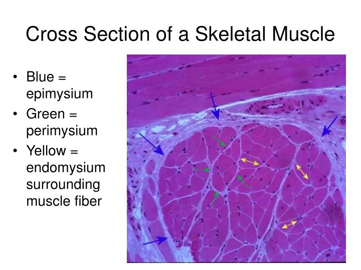 Ppt Muscle Histology Powerpoint Presentation Free Download Id Ppt Muscle Histology Powerpoint Presentation Free Download Id