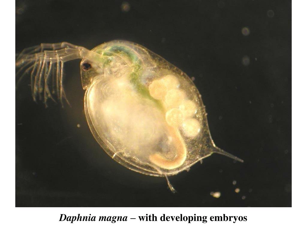Одноклеточные водоросли дафнии. Зоопланктон дафния. Дафния ракообразные. Ракообразные дафния и Циклоп. Дафния Магна.