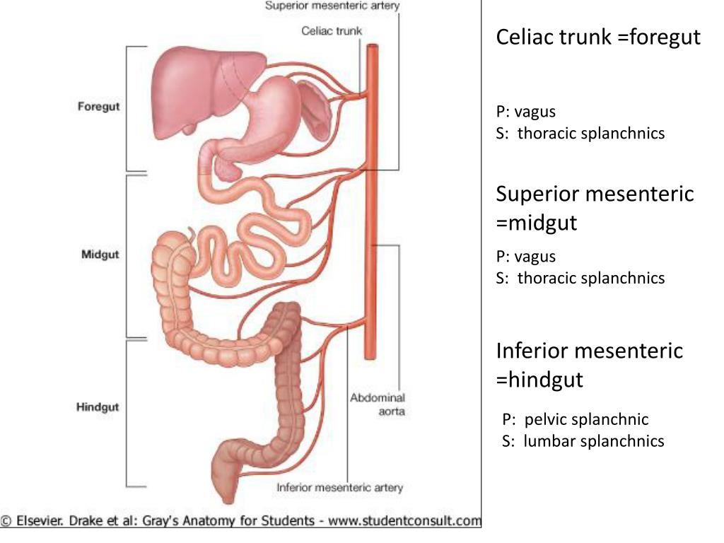Кишечный отдел человека. Средний и задний отдел пищеварительного тракта это. Отделы пищеварительной системы анатомия. Задний отдел пищеварительной системы. Средний отдел ЖКТ.