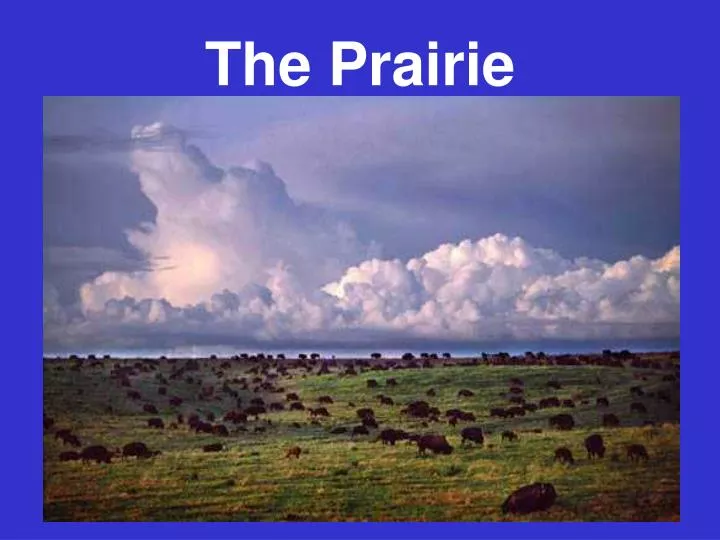 the prairie n.