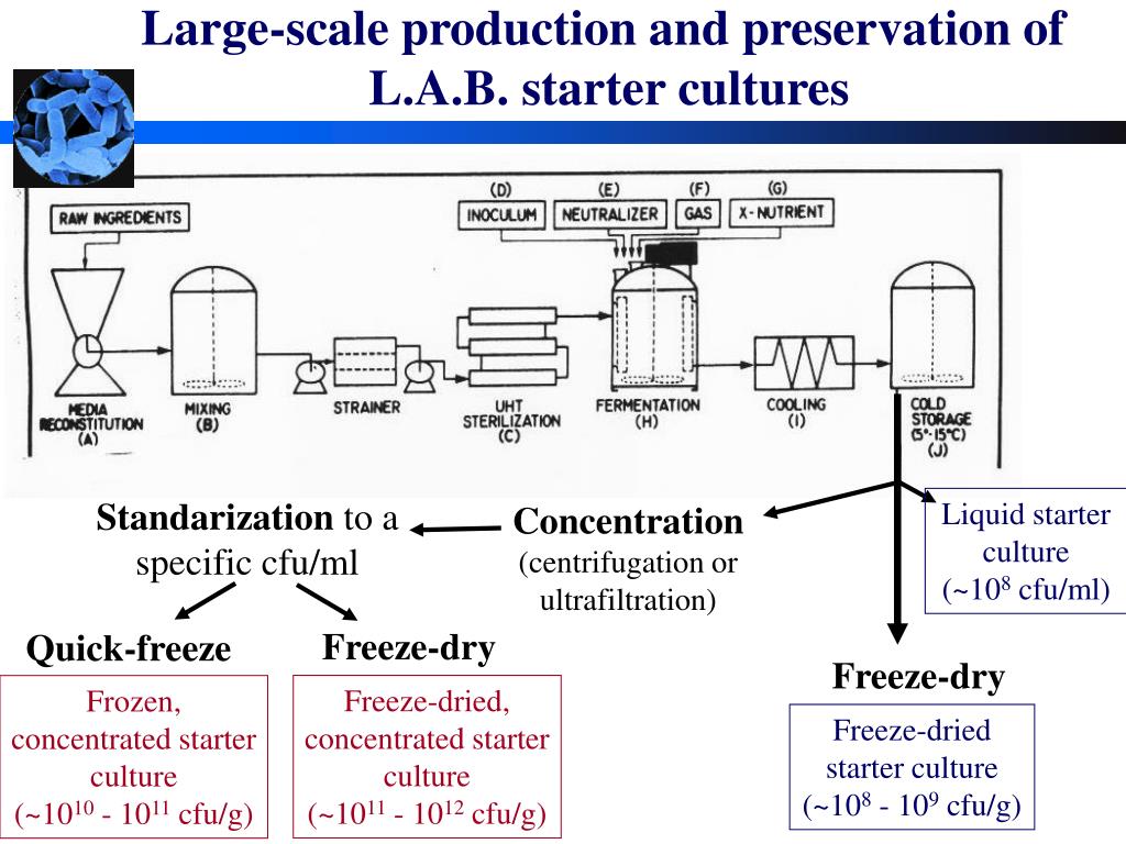 21+ Diagram Of Fermentation