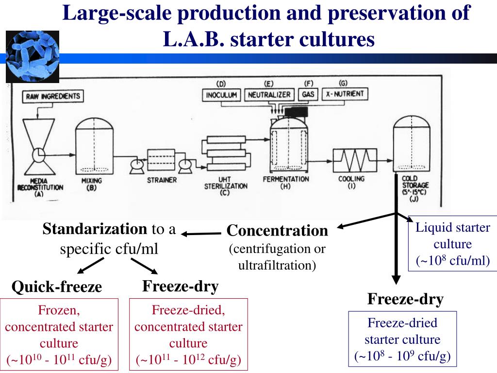 PPT Starter Cultures PowerPoint Presentation, free download ID770503