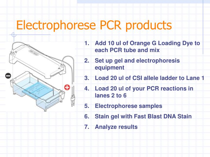 PPT Forensic DNA Analysis PowerPoint Presentation ID 771049