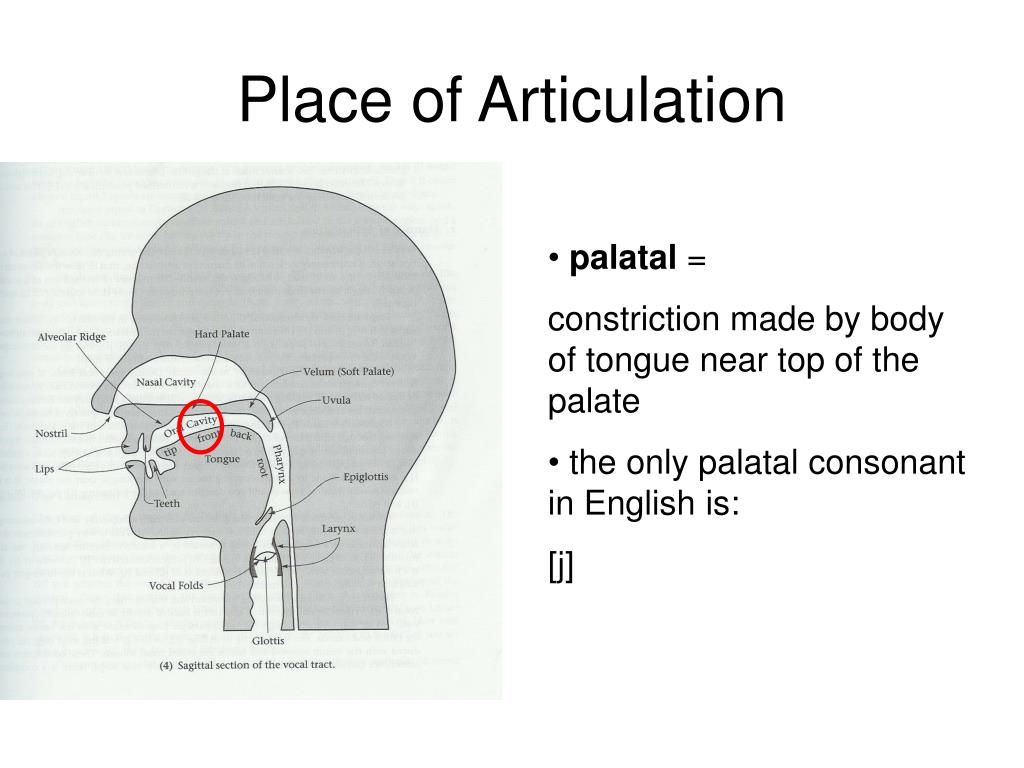 Ridge перевод. Alveolar consonants. Place of articulation. Alveolar consonants in English. Alveolar Ridge.