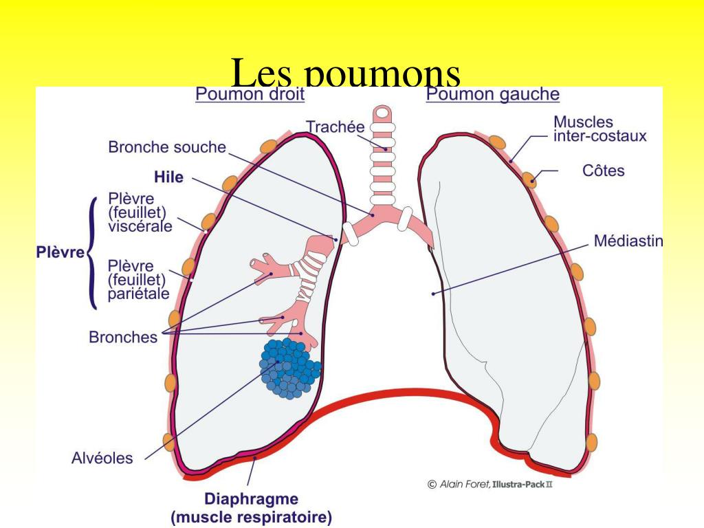 PPT - La Respiration PowerPoint Presentation, Free Download - ID:772292