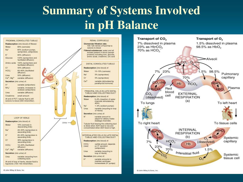 body fluid compartments images