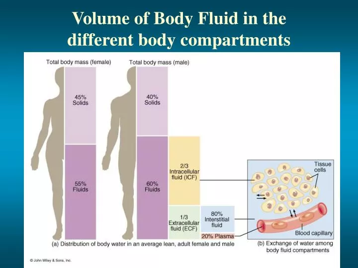body fluid compartments diagram