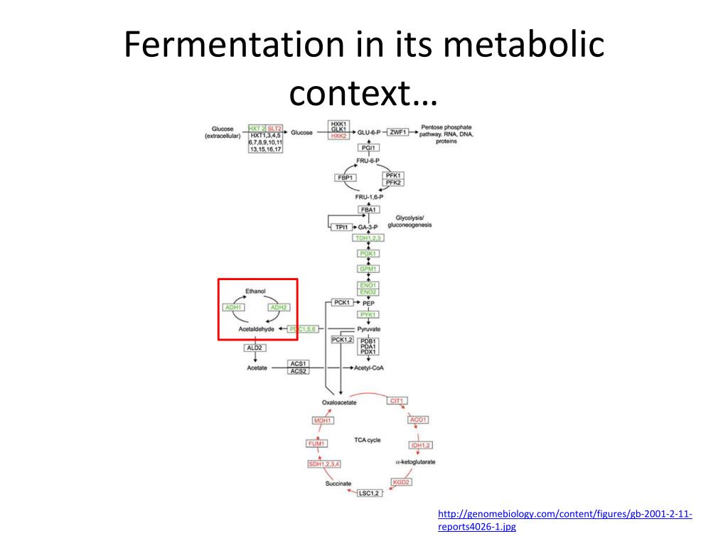 PPT - Fermentation In Its Metabolic Context L