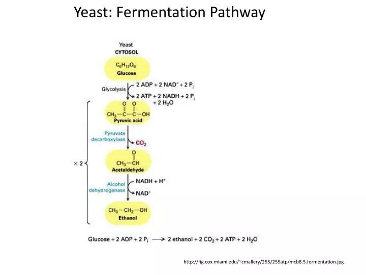 hypothesis of yeast fermentation