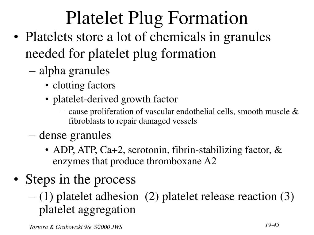 PPT Chapter 19 The Cardiovascular System The Blood PowerPoint
