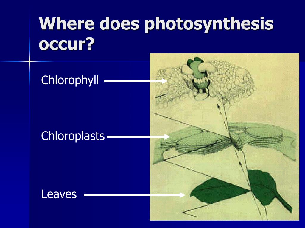 PPT Basic Botany for Master Gardeners PowerPoint