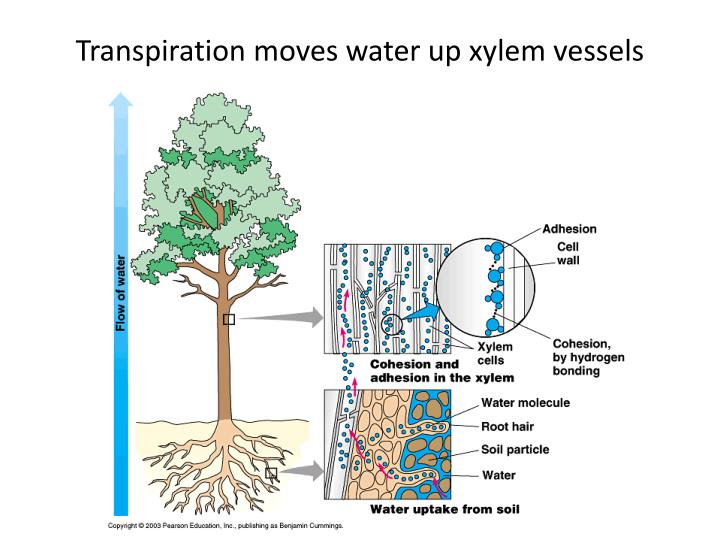 how does water move through a sponge brainly