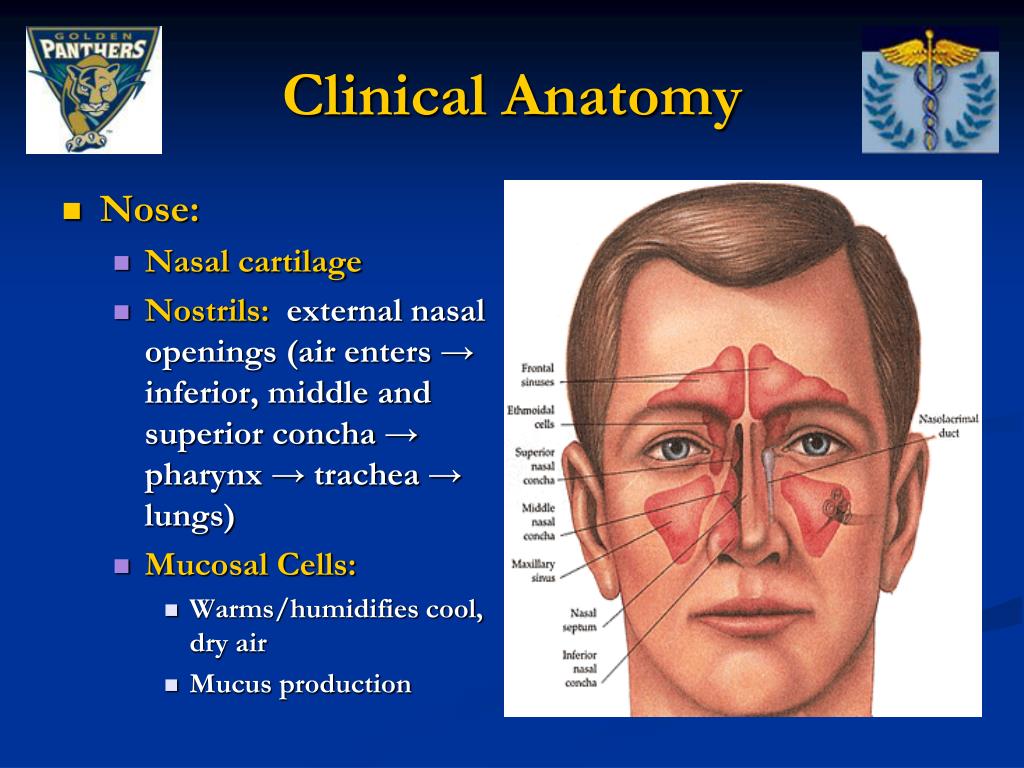 PPT - Face and Related Structures Anatomy PowerPoint Presentation, free