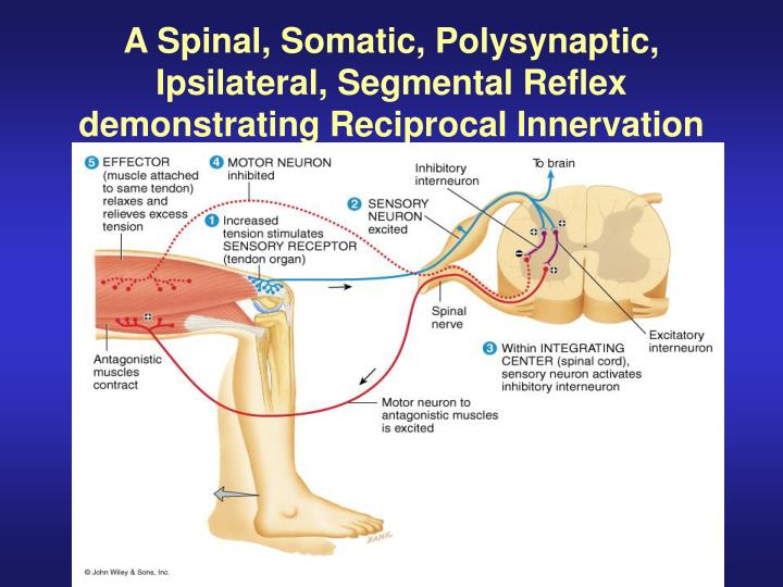 PPT - Gross Anatomy of the Spinal Cord PowerPoint Presentation - ID:776858