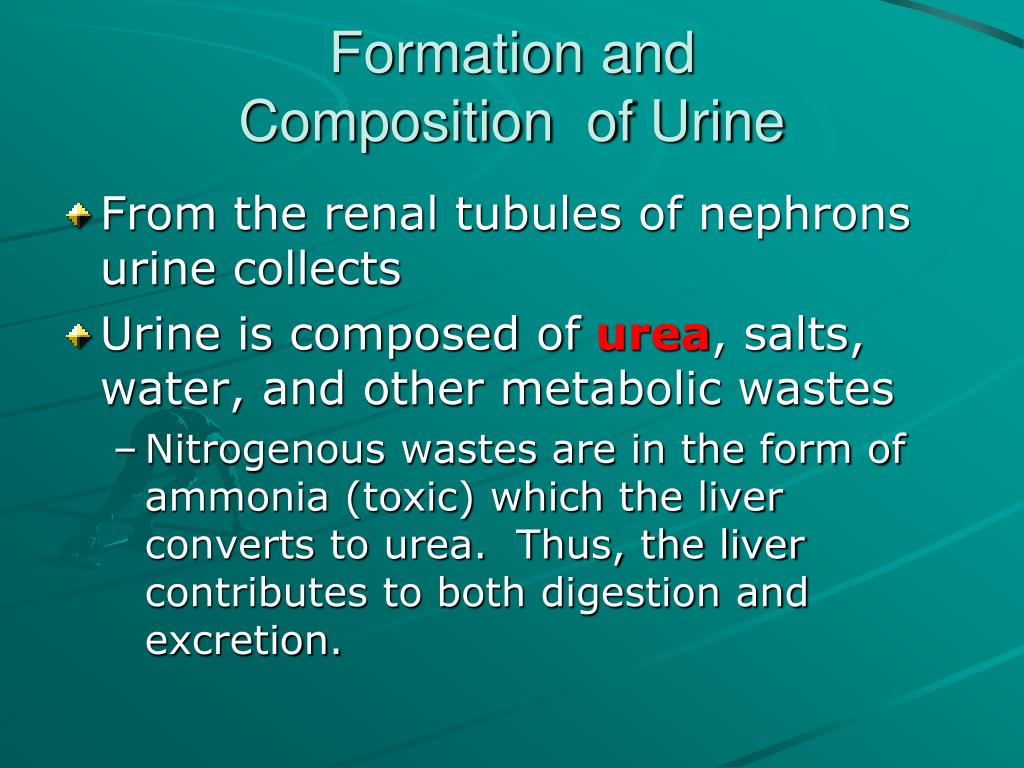 PPT Excretory System PowerPoint Presentation, free download ID780982
