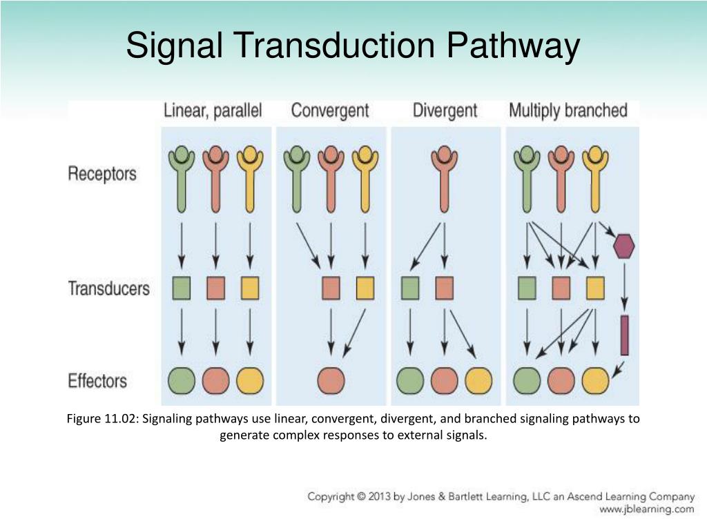 biology signal path ways biology signal path ways