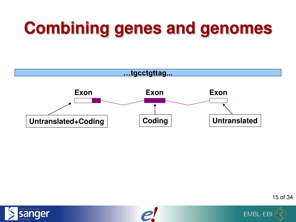 PPT - Genomes With Ensembl PowerPoint Presentation, Free Download - ID ...