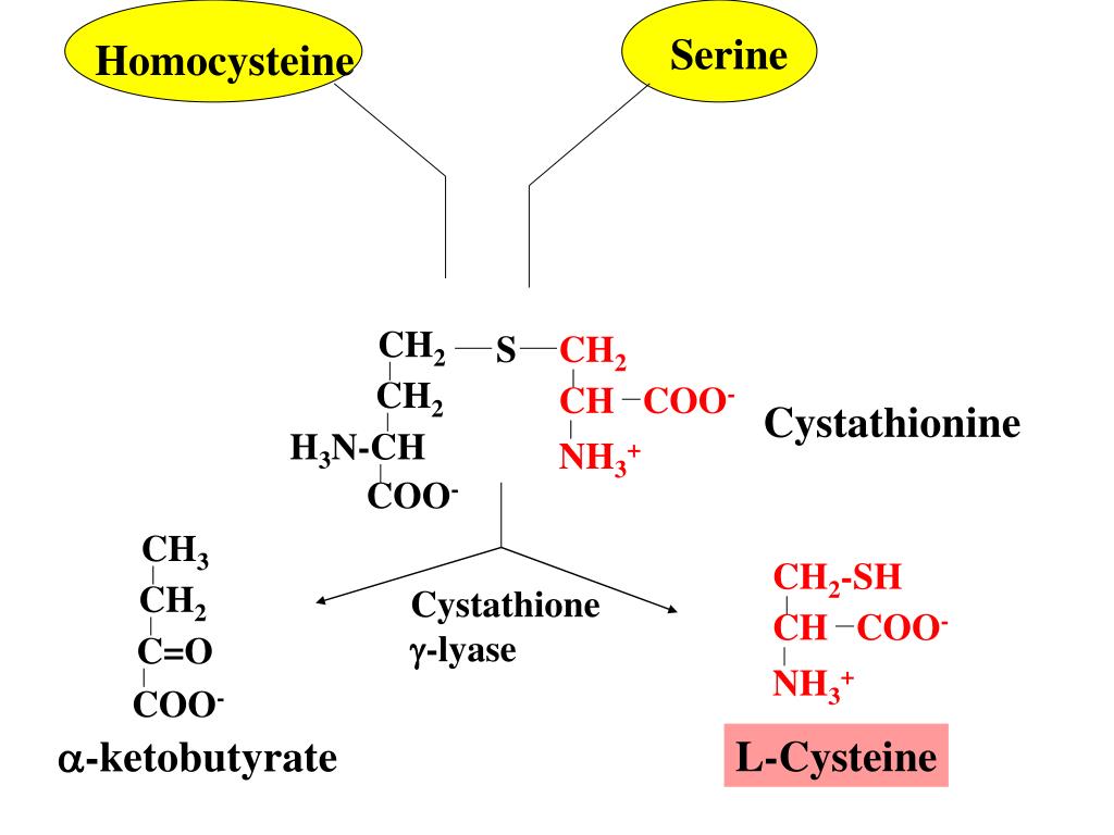 Гомоцистеин резист. Цистатионин. Coo ch2 ch3 кольцо. Homocysteine 2.
