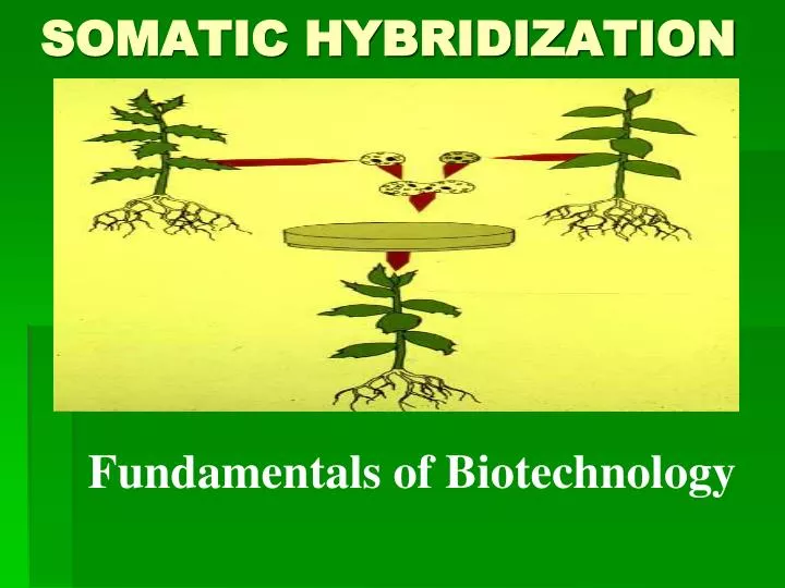 somatic hybridization ppt Somatic hybridization ppt video online download.