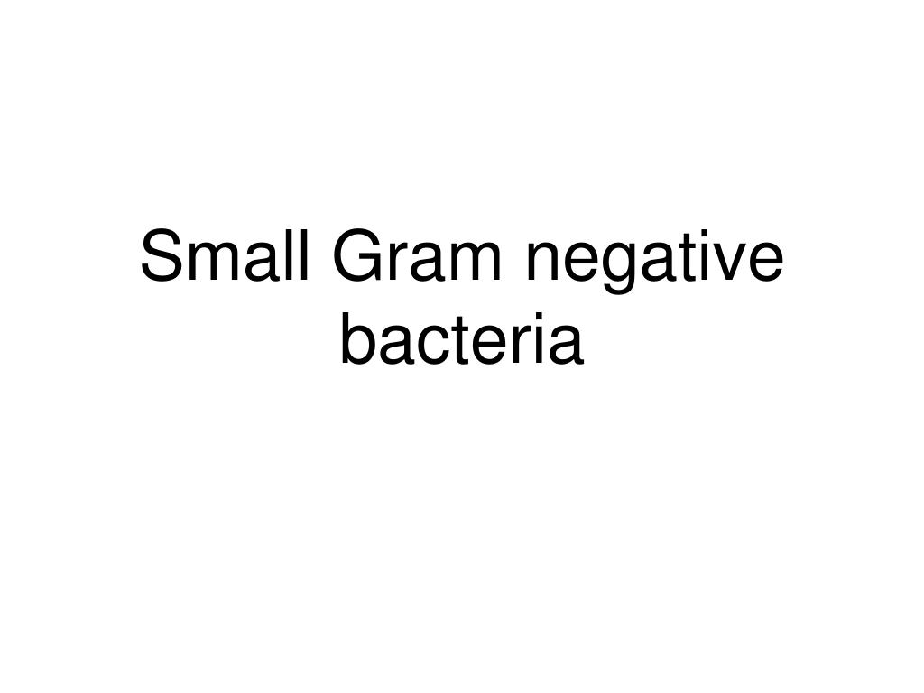 small gram negative bacteria l