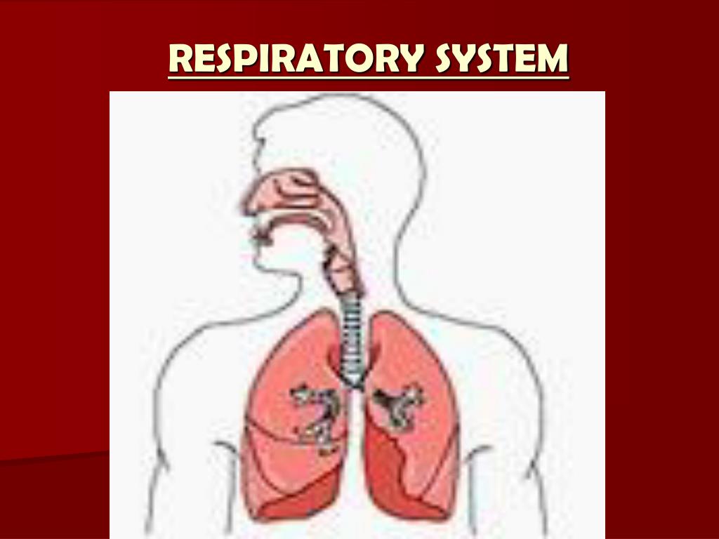 PPT RESPIRATORY SYSTEM PowerPoint Presentation, free download ID784260