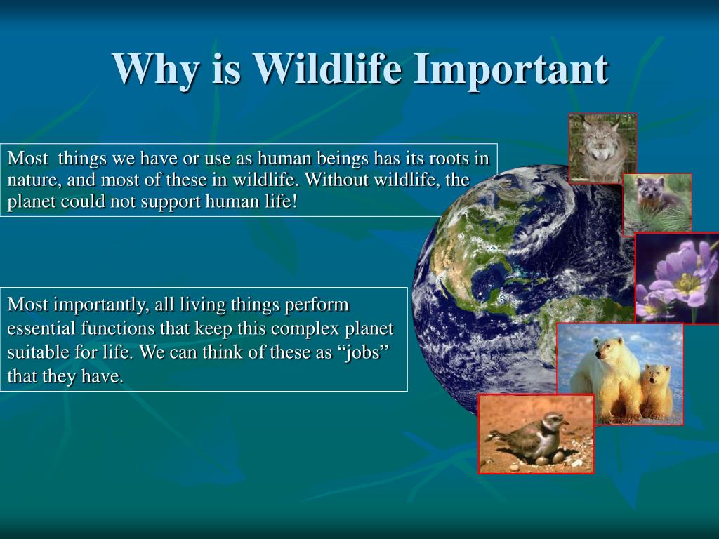 good research topics for wildlife