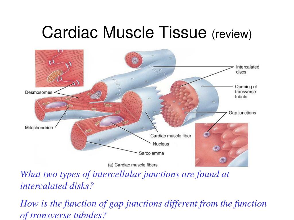 PPT - Cardiovascular System: PowerPoint Presentation, free download
