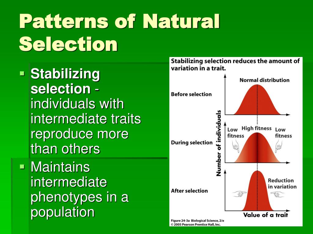 PPT Evolutionary Processes PowerPoint Presentation, free download