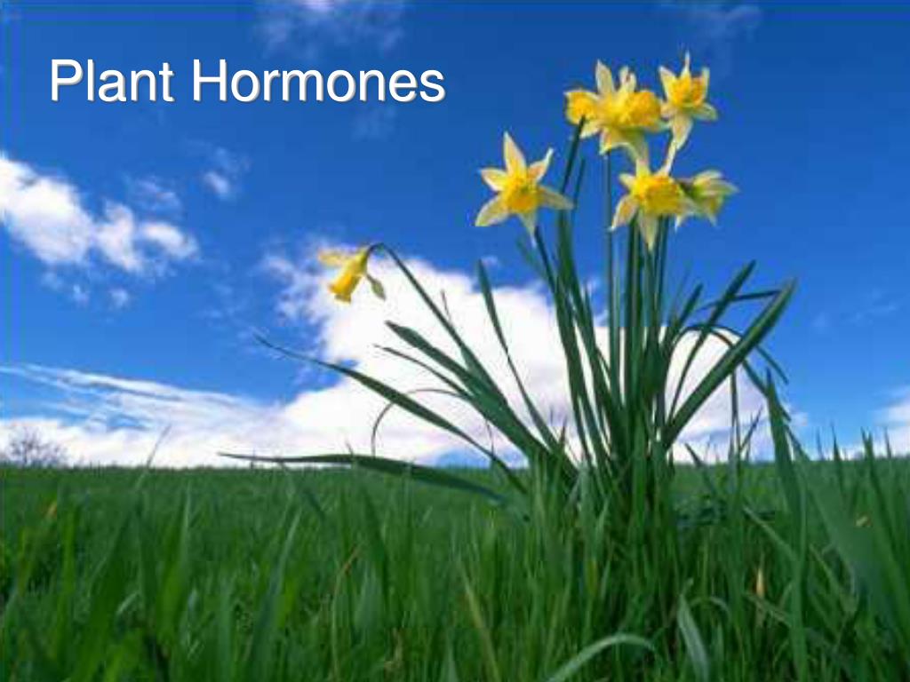 PLANT HORMONES. - ppt download