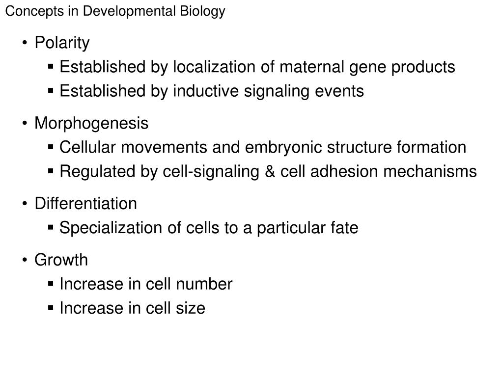 phd positions in developmental biology